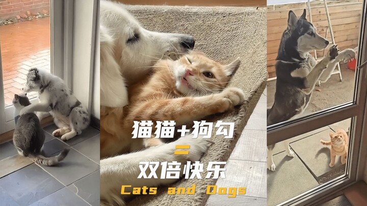 I hear that the joy of having both a cat and a dog is doubled!