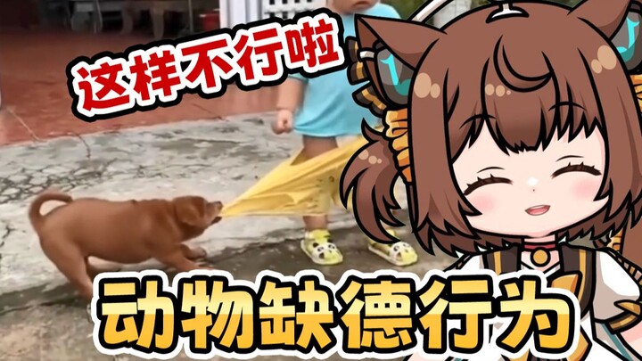 日本猫猫看《动物缺德行为大赏》好坏啊哈哈哈【子猫球】