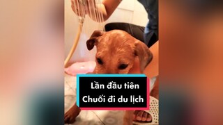 Lần đầu tiên e Chuối đc đi du lịch cả nhà ơi...cunyeucuadua chó chócon chókhôn chócute