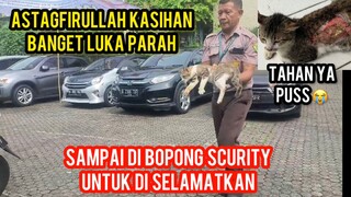 ASTAGFIRULLAH KUCING INI TERKENA MINYAK BUTUH PERTOLONGAN