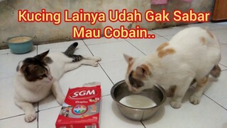 kucing Suka di kasih susu SGM...!!