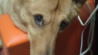 If the game is bad, you should beat it; if the dog is not bad, you should not beat it.