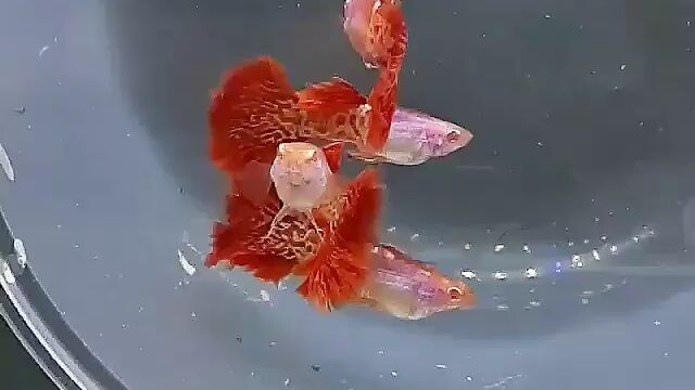 Albino Metal Snake Skin Red Lace