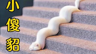 Ferrets are actually better pets than cats and dogs