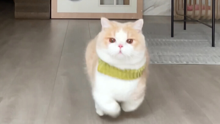 Lợn đột phá mạnh mẽ