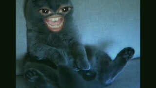 kucing ninja konoha