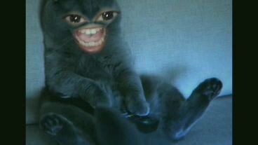kucing ninja konoha