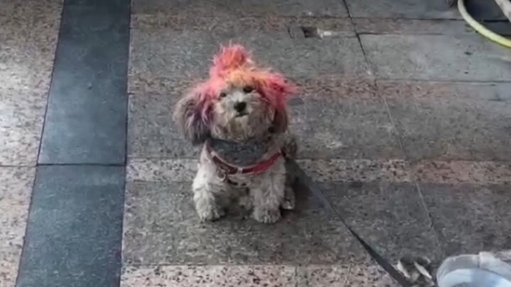 This silly dog always hits my funny bone #2