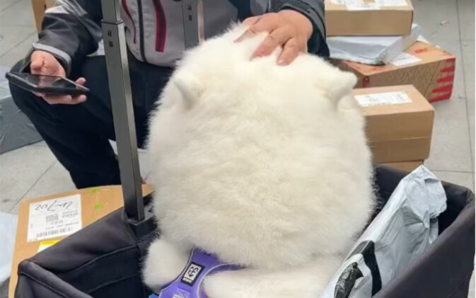 Silly puppies will love humans as long as they get petted.