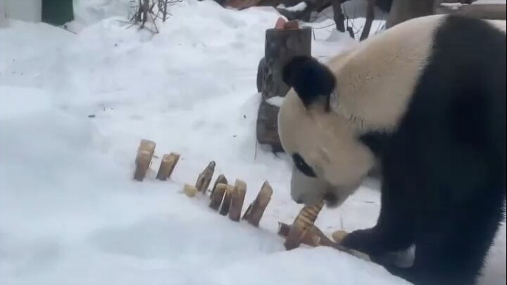 أحب طريقة تربية الروس، فهي حقًا تربيتهم كالدببة.