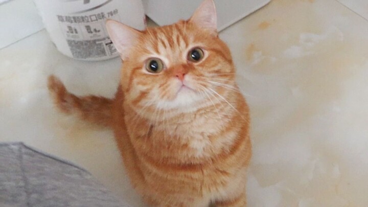 Just who’s raising a kitty that can actually talk to humans??