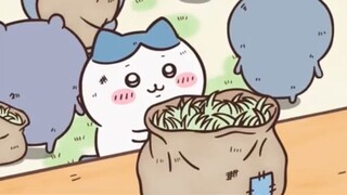 Xiaoba: Give you grass [Lao Dengka Wow]