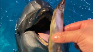 Đây là một chú cá heo biết nũng nịu.