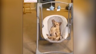 Cẩn thận nhà có chó dữ