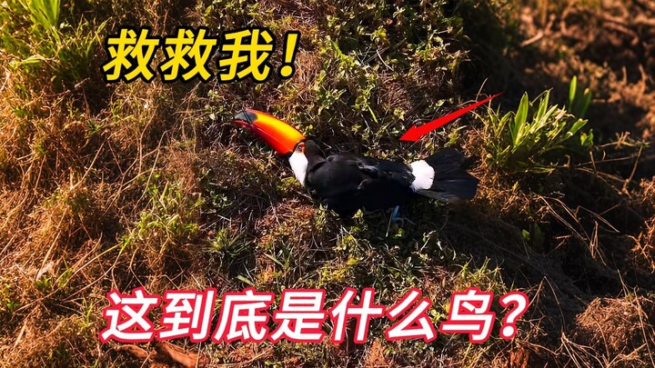 The young man found a strange little bird, and to his surprise, it brought its flock and refused to 