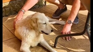 Dua bulan sebelum pernikahan, anjing kesayangannya meninggal secara tak terduga. Setelah mengetahui 