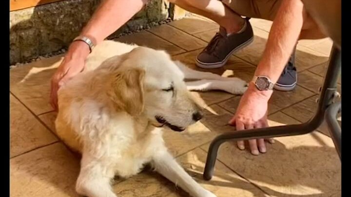 婚礼前两月爱犬意外离世。好朋友知道了这件事后，送给了她一个特别的礼物...