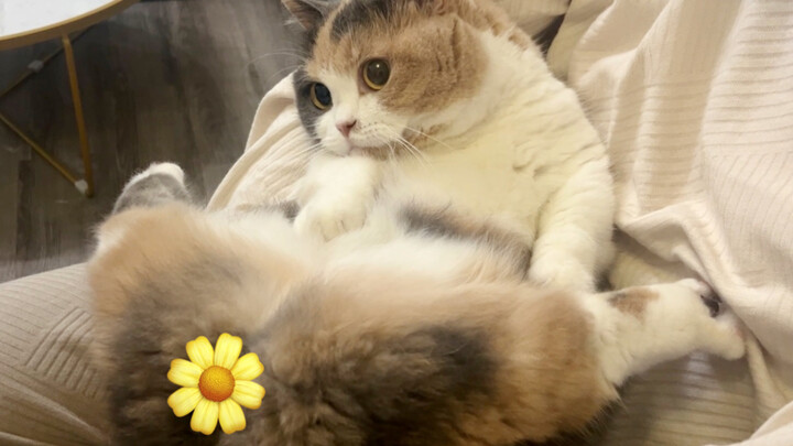 Kucing kecil keluarga baik-baik seperti apa yang duduk begini?