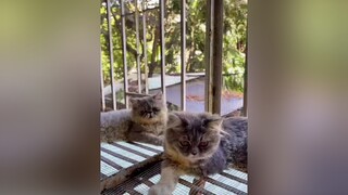 Đen&Xám😺😽 Chúc MN ngaymoitotlanh nhé🙆‍♀️ catsoftiktok cat thucung#meocute  meocung#meobatu#XUHUONGTIKTOK fyp fypシ TiktokFashUp fl ❤️ 🌟