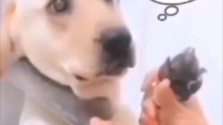 I'm not a human, but you are a real dog🐶