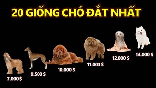 20 giống chó đắt nhất thế giới