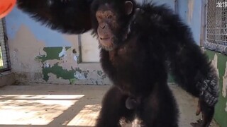 The Confusing Animal Behavior Awards 145