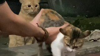 猫：你这是在玩火