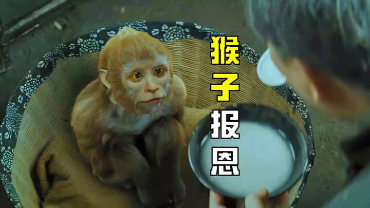 A man raised a monkey like his own son—and unexpectedly, it changed his whole family’s fate.