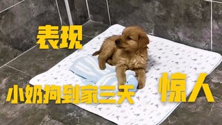 一百块钱买的金毛，三天学会了什么？