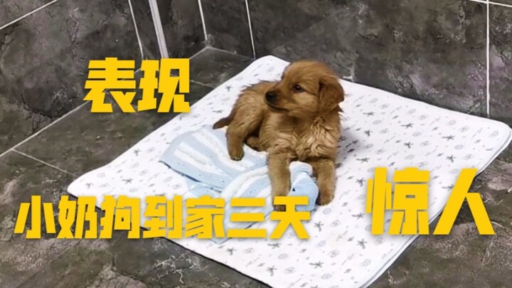一百块钱买的金毛，三天学会了什么？