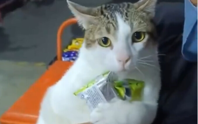 แมวขี้กลัวคน