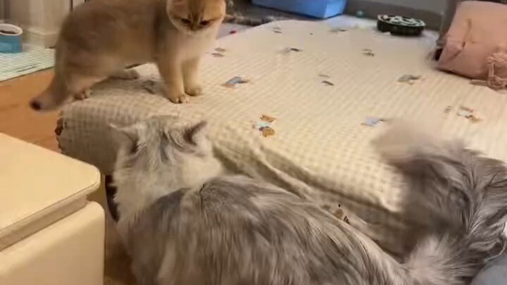 Áp đảo về kích thước giữa các chú mèo: Nó thậm chí không nhảy lên giường, mà là bước hẳn lên giường 