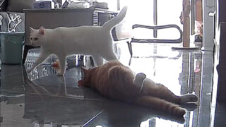 What do cats do when I'm not at home?