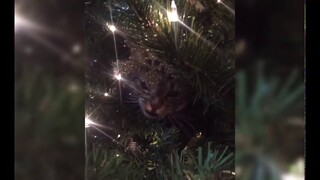 Cats Stuck in Christmas Trees