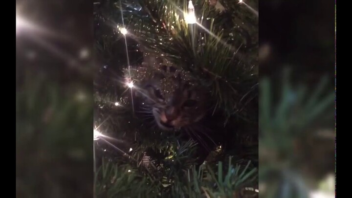 Cats Stuck in Christmas Trees