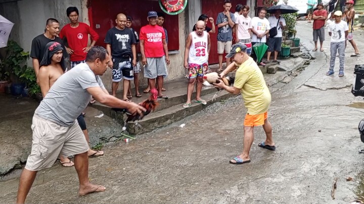 Dec 25 2024 Sabong kahit maulan / talisayin vs buyugin