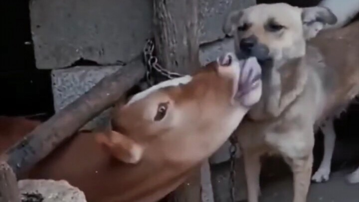 ข้าคัดค้านการแต่งงานครั้งนี้!