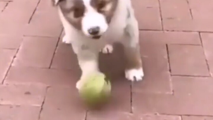 Today’s happiness comes entirely from these goofy little dogs!