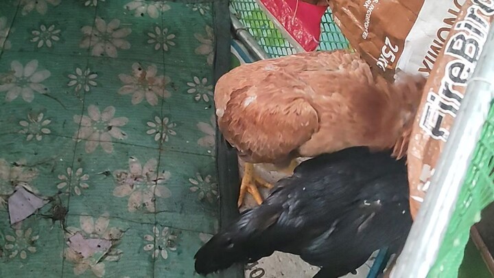 ThaiPak Hen vs 20g hen (Ranger Sis)