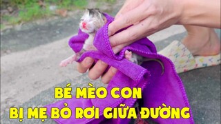 Giải Cứu Bé Mèo Con Mới Đẻ Bị Mẹ Bỏ Rơi Giữa Đường