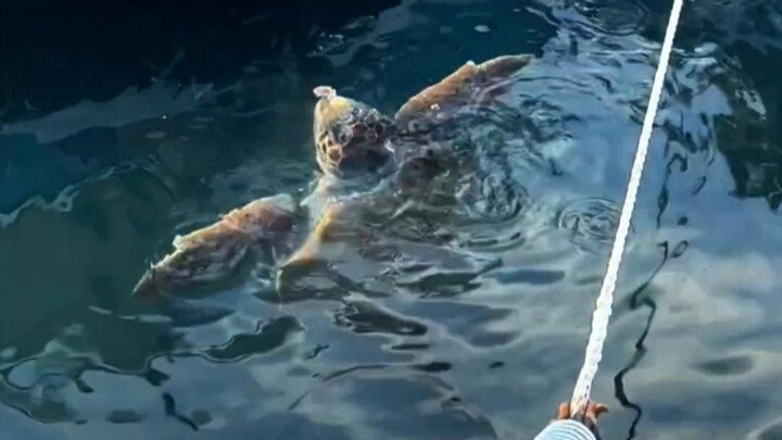 Gently pat the water to summon the dock puppy