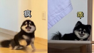 遛狗前vs遛狗后