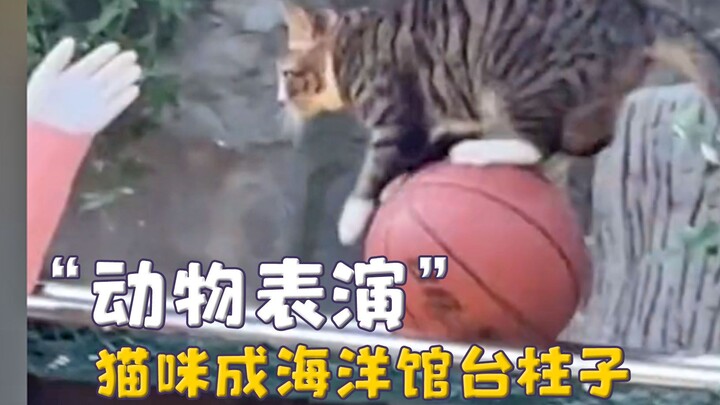 Animals forced to perform: a black bear at Liaoning Zoo waves its paws, while a cat has become the s