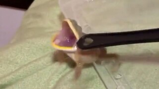 笑似了