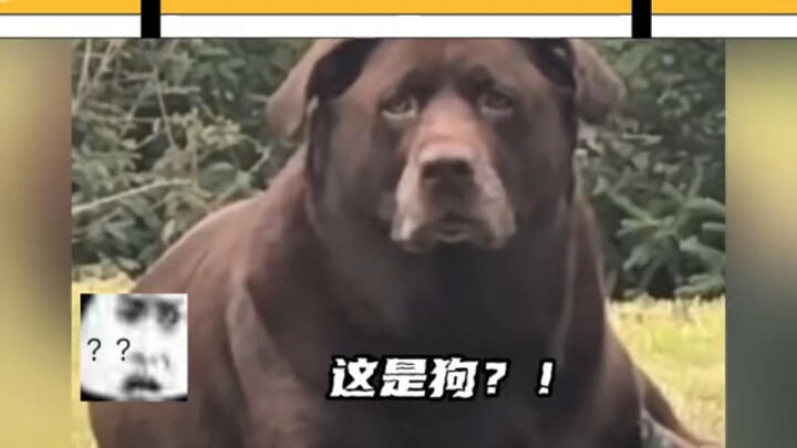 I’ve seen plenty of clumsy people, but this is the first time I’ve seen a “bear dog.”