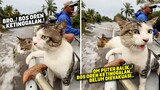 MASYAALLAH.! Selamat Dari Banjir, Kucing Ini Terus Mengeong Mencari Temannya yang Belum Dievakuasi