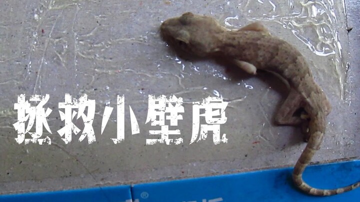 Rescuing the gecko stuck on a glue trap / Lucky to have met me—otherwise, who’d dare touch you?
