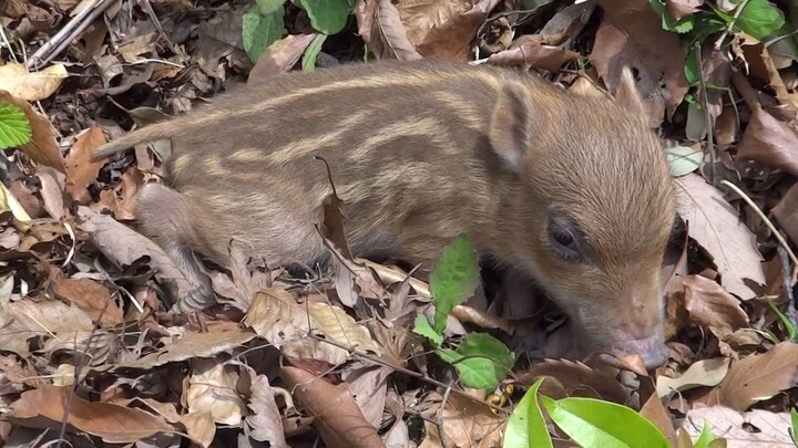 Babi hutan kecil di tengah angin dingin