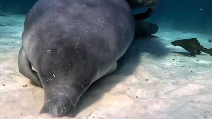 Lợn biển chăm con