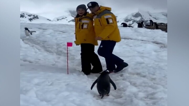 Who would have thought penguins could be so polite?